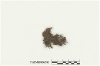 藏品(蕊形真苔)的圖片